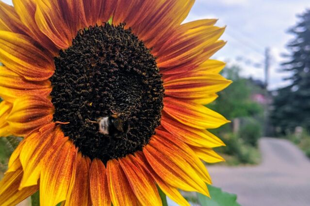 CONTAO_NATURE_THEME_Hummel_an_Sonnenblume